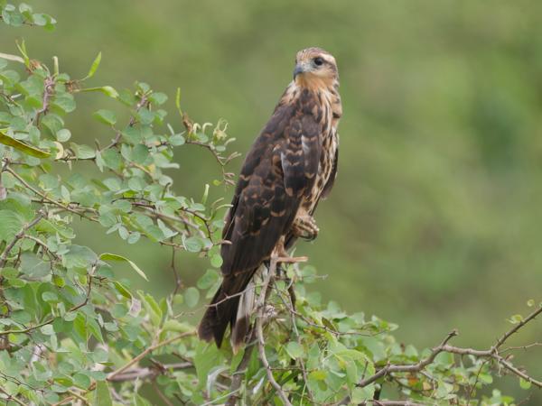 Slakkenwouw (Rostrhamus sociabilis)